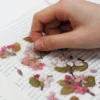 Appree | Pegatinas de Flores Prensadas Apple Blossom