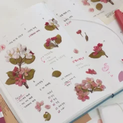 Appree | Pegatinas de Flores Prensadas Apple Blossom