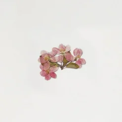 Appree | Pegatinas de Flores Prensadas Apple Blossom
