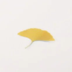Appree | Pegatinas de Flores Prensadas Ginkgo