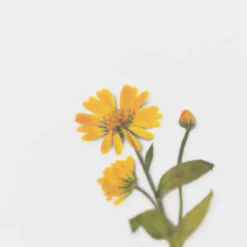 Appree | Pegatinas de Flores Prensadas Calendula