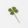 Appree | Pegatinas de Flores Prensadas Four Leaf Clover