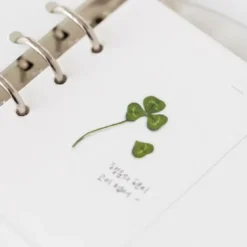 Appree | Pegatinas de Flores Prensadas Four Leaf Clover