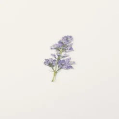 Appree | Pegatinas de Flores Prensadas Lilac