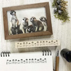 Arte CO | Sello Meerkat in a Row