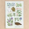 Cozyca | Postal Midori Asano Fleur