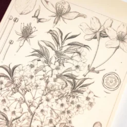 Hobonichi | Cuaderno Hobonichi Notebook A6 Tomitaro Makino (Cuadros)
